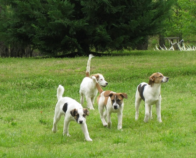 4 Cute Beagle Mix Puppies